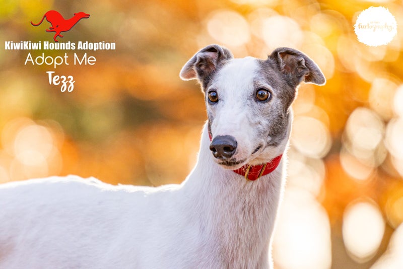TEZZ - STUNNING 4 YEAR OLD RETIRED GREYHOUND BOY - CAT TRAINABLE Carousel 3