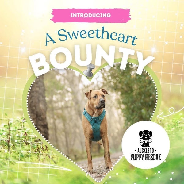 Auckland Puppy Rescue - BOUNTY Carousel 1