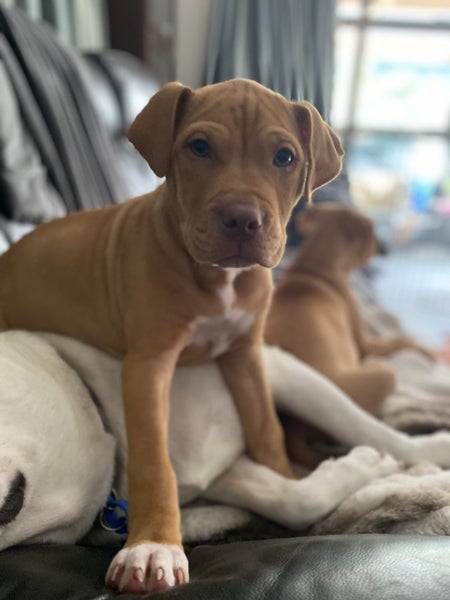 Gwen (Ellie's Canine Rescue & Rehome) Carousel 1