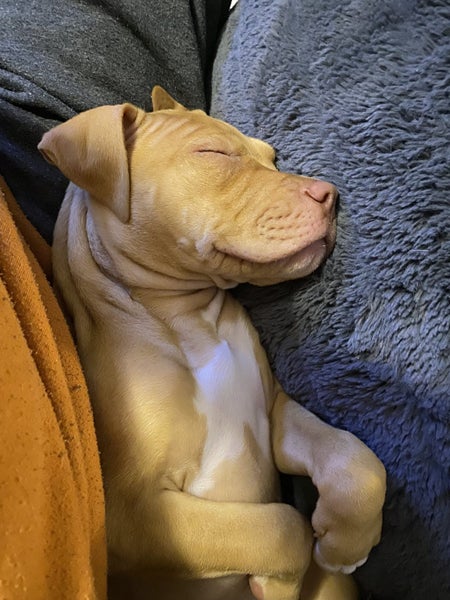 Gwen (Ellie's Canine Rescue & Rehome) Carousel 2