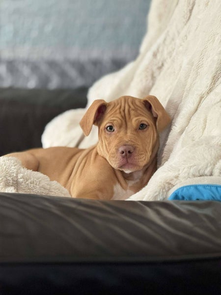 Gwen (Ellie's Canine Rescue & Rehome) Carousel 5