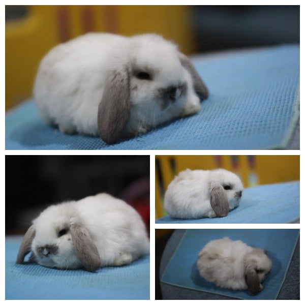 very cute Pure Bred mini Lops Carousel 8