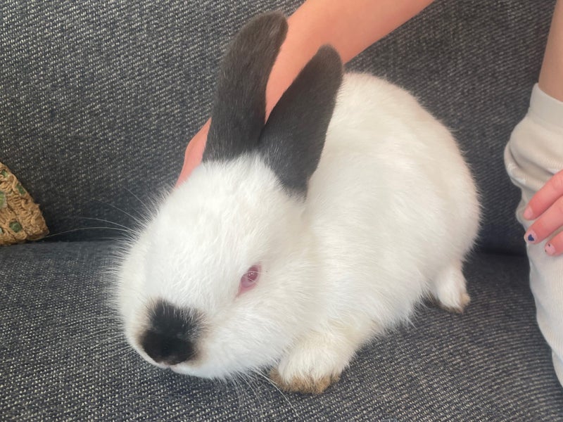 Rabbits/Bunnies- Mini Lop Mix (2 boys 1 girl) Carousel 2