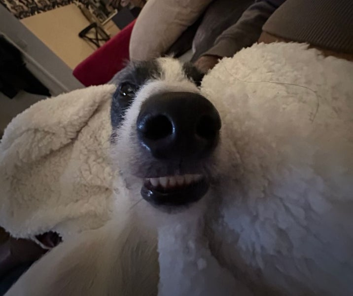 Fun And Loving Whippet Needs A New Home Carousel 6