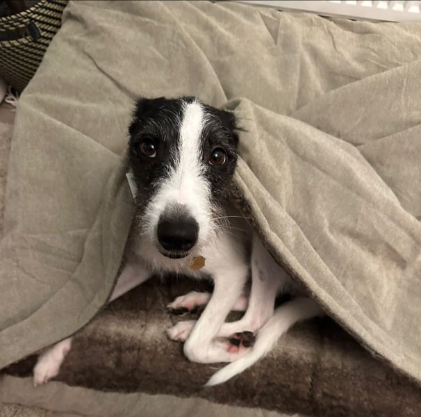 Fun And Loving Whippet Needs A New Home Carousel 1