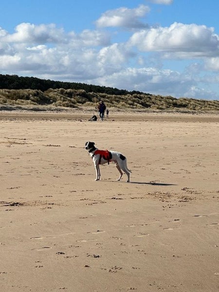 Fun And Loving Whippet Needs A New Home Carousel 2