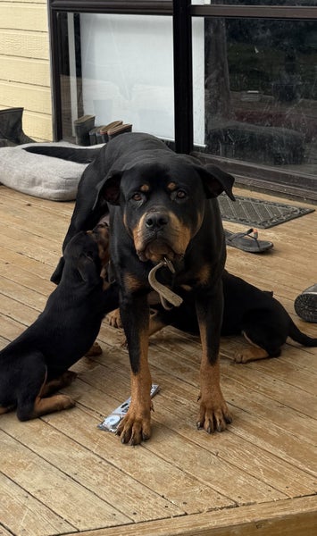 Rottweiler puppies Carousel 13