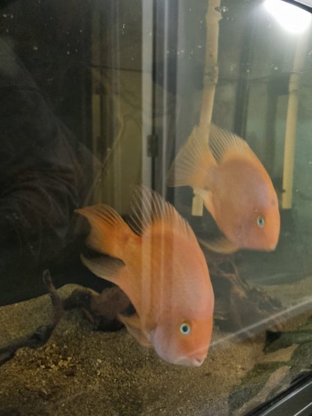 Juwel Rio 180 Tank & Stand Carousel 3