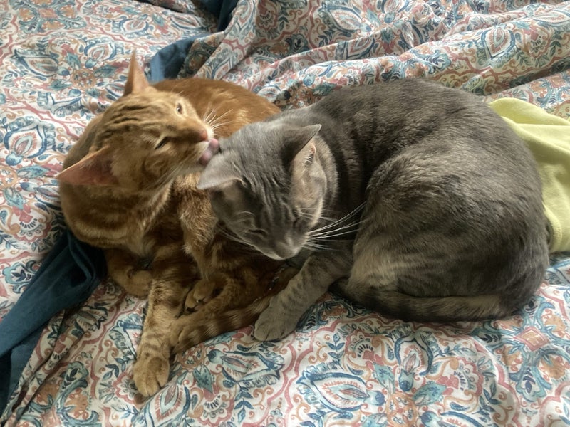 Two pedigree ocicat girls Carousel 2