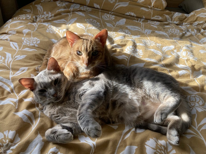 Two pedigree ocicat girls Carousel 1