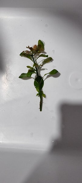 Ludwigia repens Aquarium tropical plants for fish tank live Carousel 1