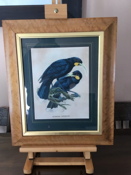 HUIA. Buller's Birds J G Keulemans Original 1873. Neomorpha Gouldii Carousel 1