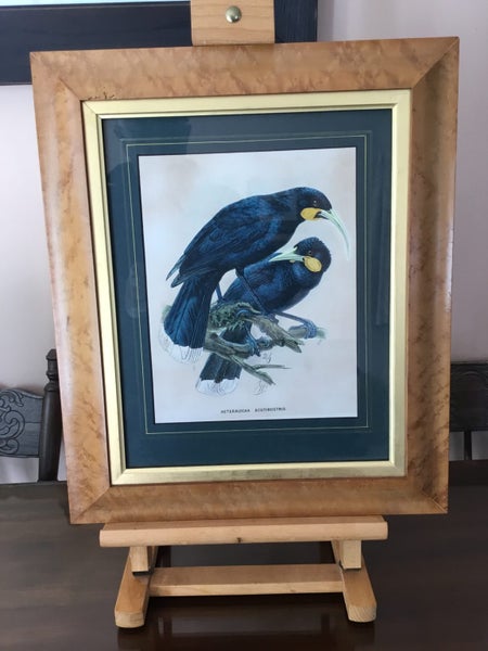 HUIA. Buller's Birds J G Keulemans Original 1873. Neomorpha Gouldii Carousel 2