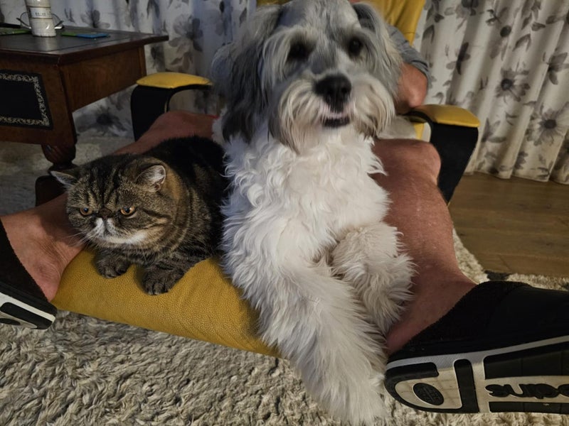 9mth bearded collie-shitzu cross Carousel 11