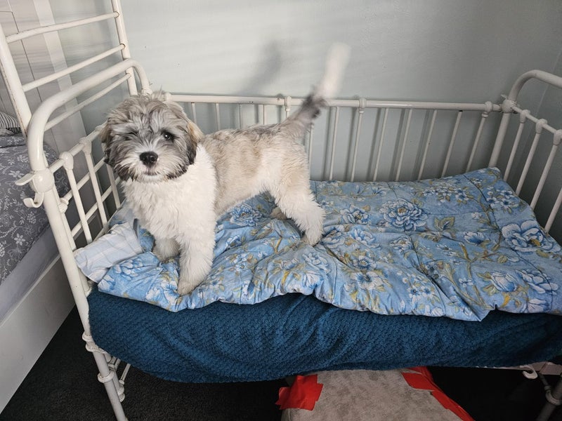 9mth bearded collie-shitzu cross Carousel 1