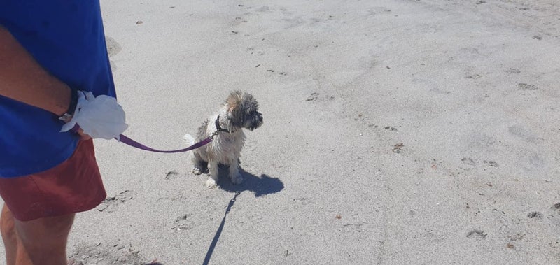 9mth bearded collie-shitzu cross Carousel 2