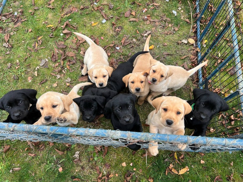 Black and Golden Labradors62863855461251114