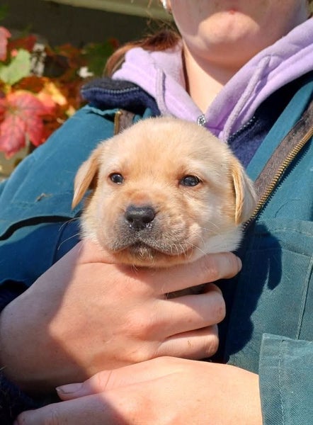 Black and Golden Labradors62863855461251113