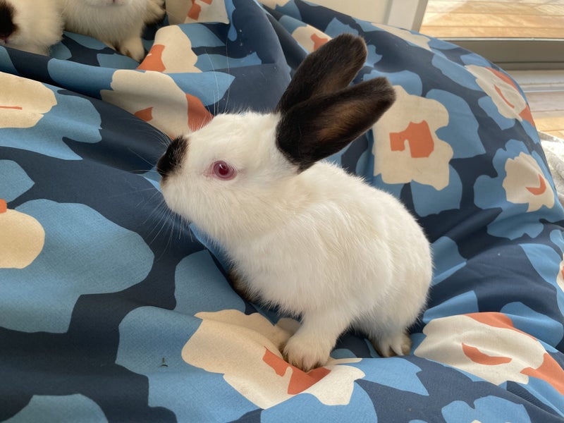 Rabbits/Bunnies- Mini Lop Mix (2 boys 1 girl) Carousel 1