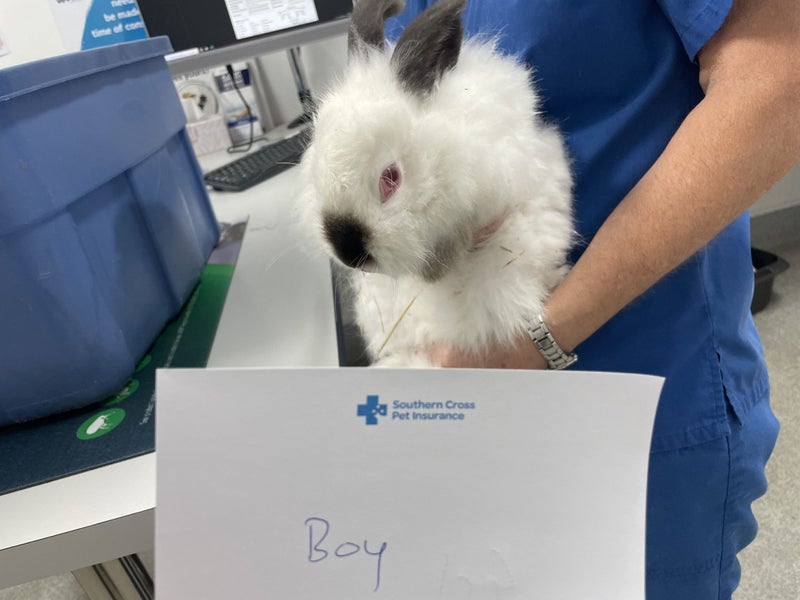 Rabbits/Bunnies- Mini Lop Mix (2 boys 1 girl) Carousel 15