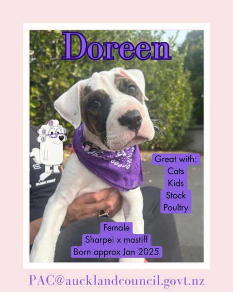 Doreen-Pukekohe Adoption Centre Carousel 1