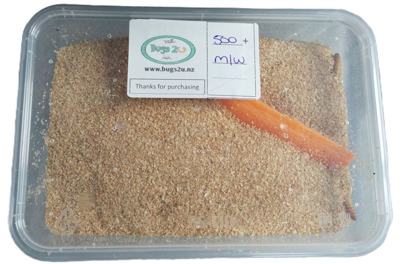 50% off Live Mealworms 1000+ (175g M-L) fish food Carousel 3