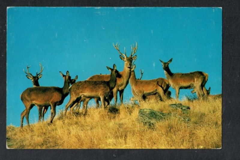 FRANKSTON Red Deer Modern coloured postcard by Colourview CX1776 Carousel 1