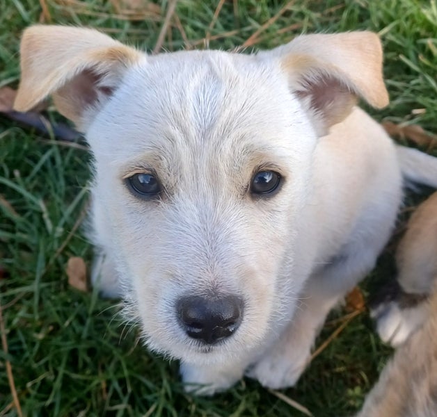 WEST HIGHLAND TERRIER X JACK RUSSELL MIX Carousel 2