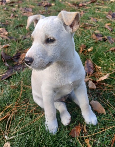 WEST HIGHLAND TERRIER X JACK RUSSELL MIX Carousel 1