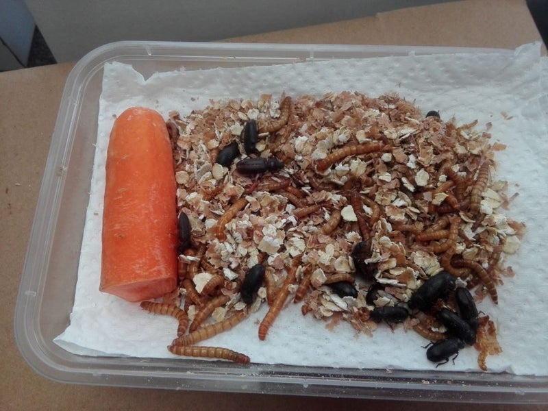 Mealworm small colony breed your own pet food Carousel 3