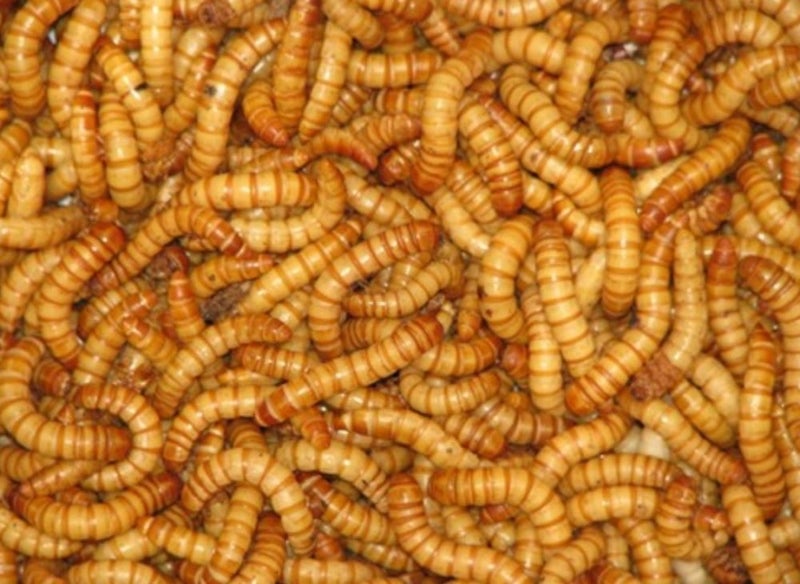 Mealworm small colony breed your own pet food Carousel 1