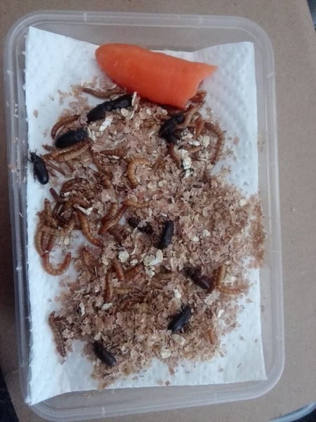 Mealworm small colony breed your own bird food Carousel 1
