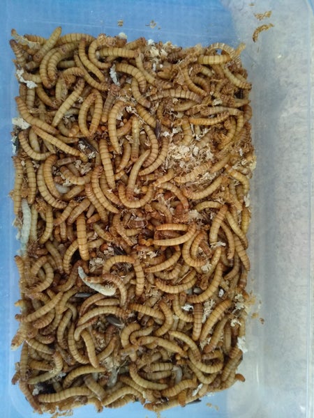 Mega Deluxe Mealworm farm breed your own reptile food Carousel 2