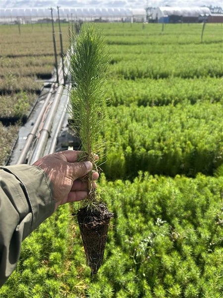 Pinus radiata seedlings (197,435 available) Carousel 1
