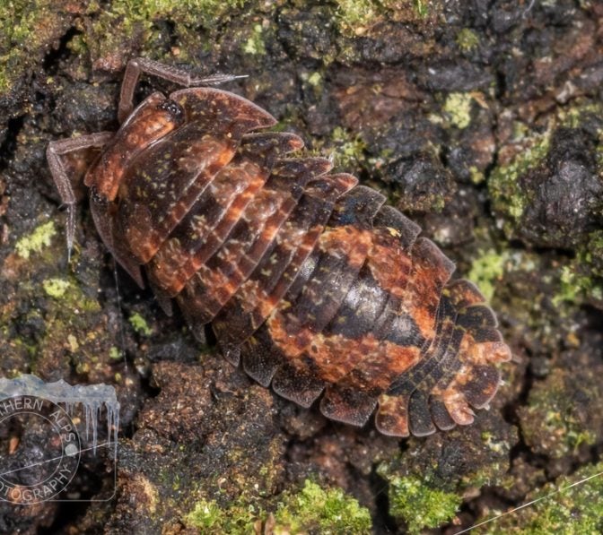 isopods (Reclined Pill Woodlouse) x 15 Carousel 1
