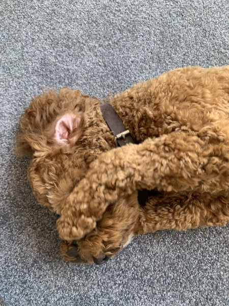 Beautiful Cavoodle Stud fully DNA tested Carousel 2