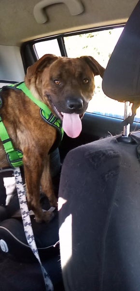 Ruby - Rehome by 30 June, 2 years, Good with Other Dogs, Cats and Children Carousel 1