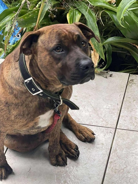 Ruby - Rehome by 30 June, 2 years, Good with Other Dogs, Cats and Children Carousel 2