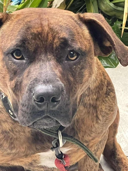 Ruby - Rehome by 30 June, 2 years, Good with Other Dogs, Cats and Children Carousel 8