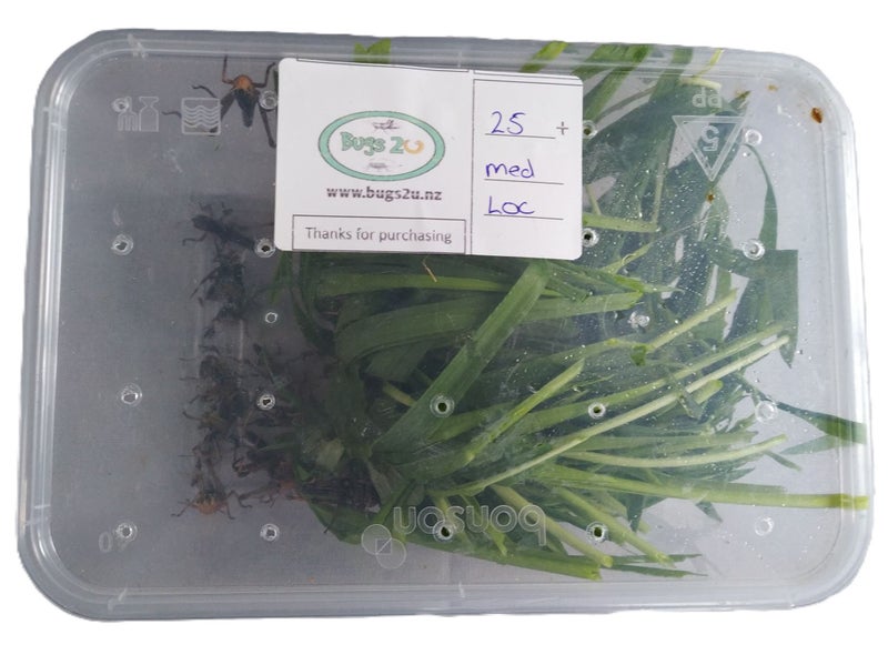 30+ LARGE Live Feeder Locusts Carousel 5