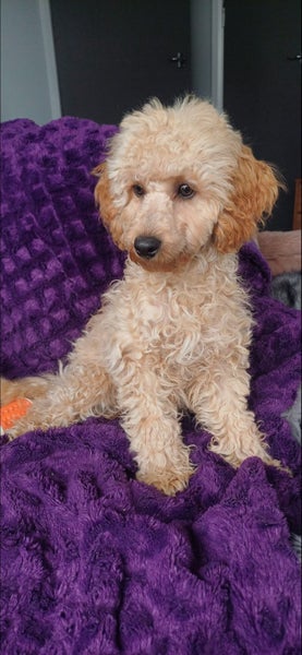 Miniature Poodle Puppies62863855218691112
