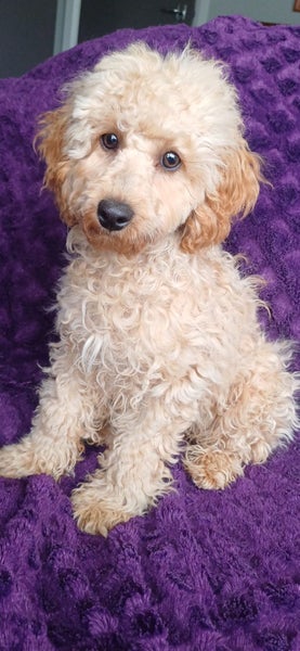 Miniature Poodle Puppies62863855218691119