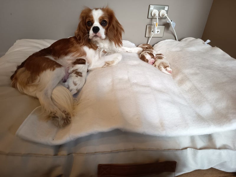 Cavalier King Charles puppies Carousel 1