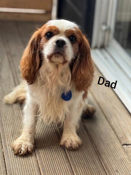 Cavalier King Charles puppies Carousel 2