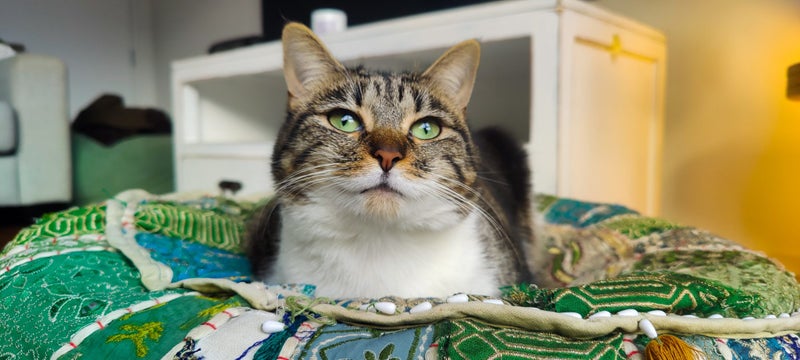 1.5 Year Old Wobbly Cat (Sooky) Carousel 1