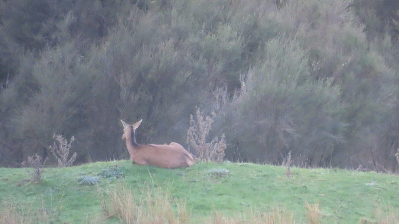 Guided meat hunts Carousel 2