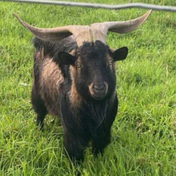 Gavin - Goat - BOI Animal Rescue Trust Carousel 1