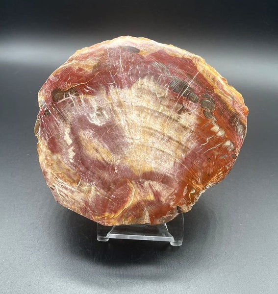 Natural Beauty: Petrified Wood Polished Slice /Natural Fossil Wood Carousel 1