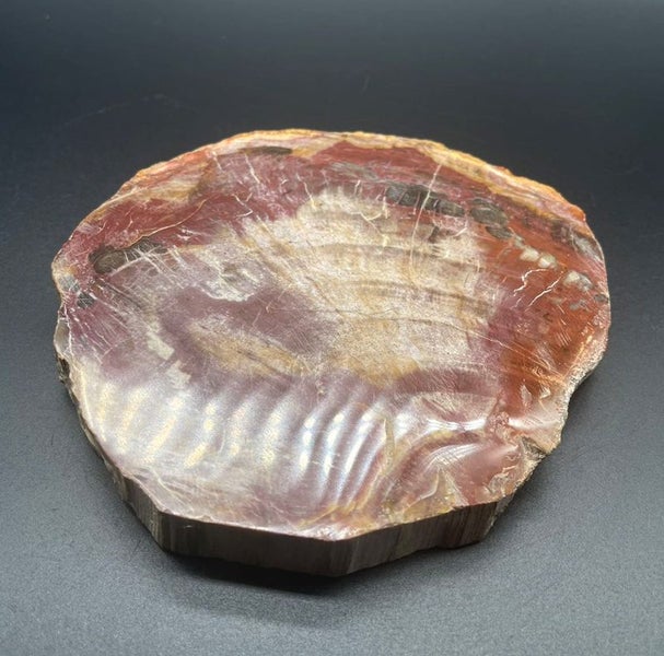 Natural Beauty: Petrified Wood Polished Slice /Natural Fossil Wood Carousel 2