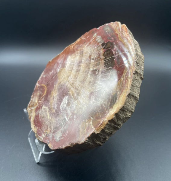 Natural Beauty: Petrified Wood Polished Slice /Natural Fossil Wood Carousel 4
